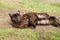 Adorable dark cat resting on ground outdoors