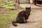 Adorable dark cat sitting on ground outdoors