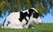 Adorable day old Holstein calf lying down in the meadow with weeping will tree behind