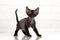 Adorable devon rex kitten