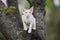 Adorable devon rex kitten posing outdoors