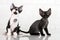 Adorable devon rex kittens