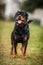 Adorable Devoted Purebred Rottweiler