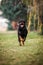 Adorable Devoted Purebred Rottweiler