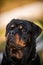 Adorable Devoted Purebred Rottweiler