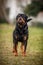 Adorable Devoted Purebred Rottweiler