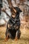 Adorable Devoted Purebred Rottweiler