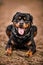 Adorable Devoted Purebred Rottweiler