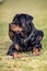 Adorable Devoted Purebred Rottweiler