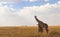 Adorable display of a mother and baby giraffes standing in a savanna and looking at the cloudy sky