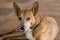 Adorable dixie dingo dog licking its face with tongue Western Australiau