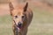 Adorable dixie dingo dog panting and running, Western Australia