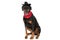 Adorable dobermann puppy with hat and bandana panting