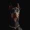 adorable dobermann puppy with silver collar looking up