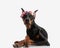 adorable dobermann wearing flowers headband resting