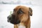 Adorable dog with bone shaped cookie on nose against light background