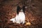 Adorable dog breed papillon sitting on the falling leaves in the forest in autumn