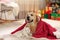 Adorable dog and cat together under blanket at room decorated for Christmas