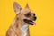 adorable dog Chihuahua breed making happy face and smile on yellow color background