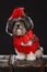 Adorable dog dressed with red hearts and big red rose flower ribbon bow