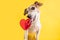 Adorable dog enjoinh sweet candy. Heart shaped lollipop. Heartbreaker. LIcking sweets small pet. Yellow background