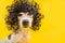 Adorable dog face in black afro style wig. Bright party mood. Yellow background