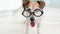 Adorable dog in glasses. Happy tail.