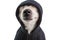 Adorable dog nose in black hoodie. Funny pet face. Positive cutie gangster style. White background. pet jokes. skeptical