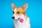 Adorable dog pembroke welsh corgi enjoinh dog looking at candy lollipop on a blue background. Fight the temptation seduction