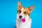 Adorable dog pembroke welsh corgi enjoy dog looking at candy lollipop on a blue background. Fight the temptation seduction