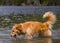 Adorable dog playing in the water