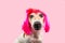 Adorable dog portrait in pink wig