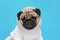 adorable dog pug breed making angry face and serious face on blue background