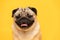 adorable dog pug breed making angry face and serious face on yellow background