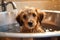 Adorable Dog\\\'s Bath Time Adventure. Heartwarming moment of a cute dog happily taking a bath. Ai generated