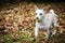 Adorable dog with small tennis ball in mouth trotting on fallen gold leaves green grass
