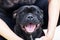 Adorable dog of staffordshire bull terrier breed, widely smiling with tongue out, sitting in human hand embracing. Cute pet face e