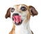 Adorable dog tongue portrait.