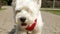 Adorable dog WEst hiland white terrier dog walking around the city on a leash Video footage