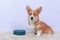 Adorable doggy sits on fluffy rug near blue bowl at home