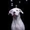 An adorable Dogo Argentino with soap bubbles