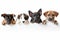 Adorable Dogs And Cats Playfully Peek Out From A White Blank Banner, Perfect For Veterinary Clinics