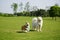 Adorable dogs standing in a lush green grass field with tall trees in the background