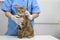 An adorable domestic cat in the examination room with a female veterinarian