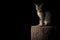 Adorable domestic cat with panic face sits on timber with shining light