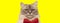 Adorable domestic cat wearing red bowtie