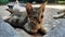 Adorable Domestic Kitten Sitting On The Floor