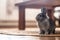 Adorable domestic rabbit sitting on a rug under a table in the living room