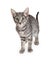 Adorable Domestic Shorthair Four Month Old Kitten Standing