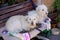 Adorable domestic white furry dogs with a leash on the bench